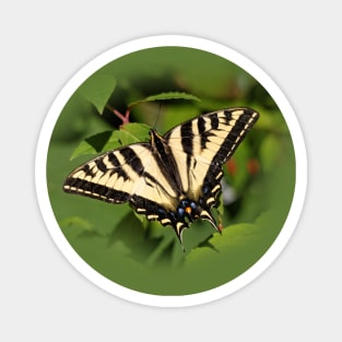 Beautiful Western Tiger Swallowtail Butterfly in the Backyard Magnet